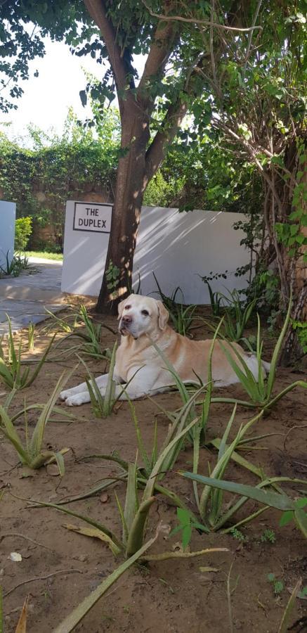 A Dog'S Story, Jaipur Bed and Breakfast Exterior foto